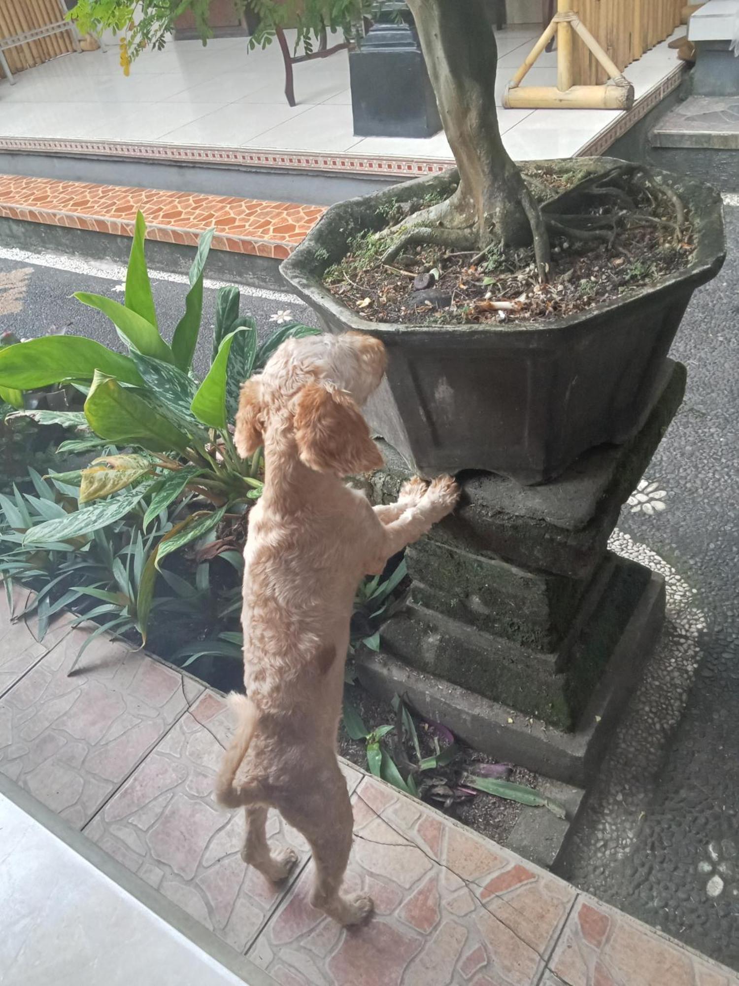 Dewi Antara Homestay Ubud Rom bilde